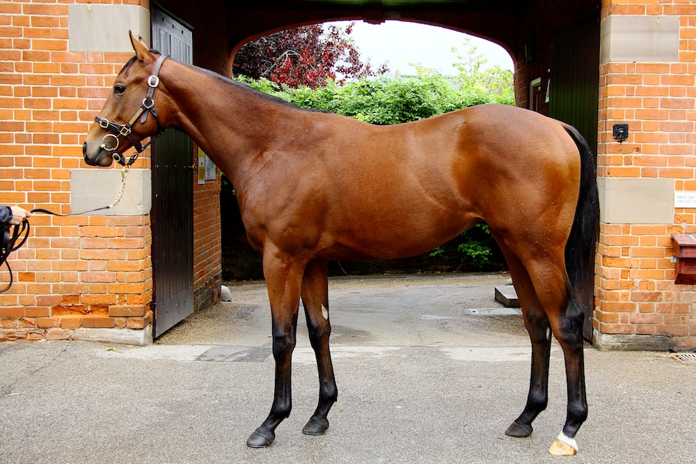 Lot 903 Pastoral Pursuits x Tahirah bay colt